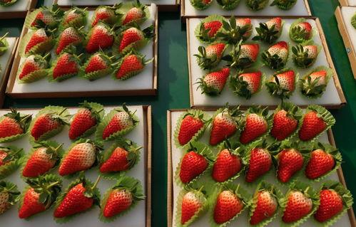 国产草莓在线,甜蜜滋味，绿色健康新选择